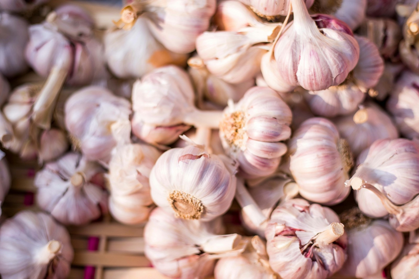 Egyptian garlic