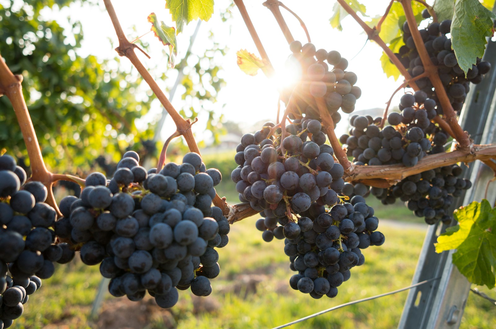 Egyptian table grapes