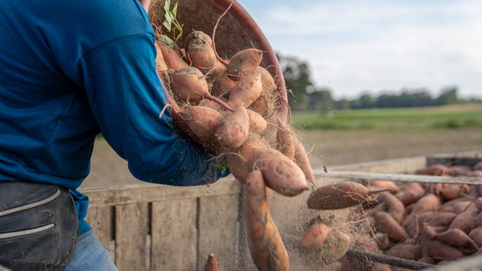 Egyptian sweet potatoes
